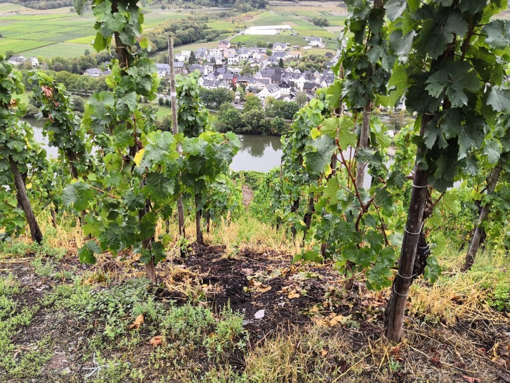 Blick auf die Mosel