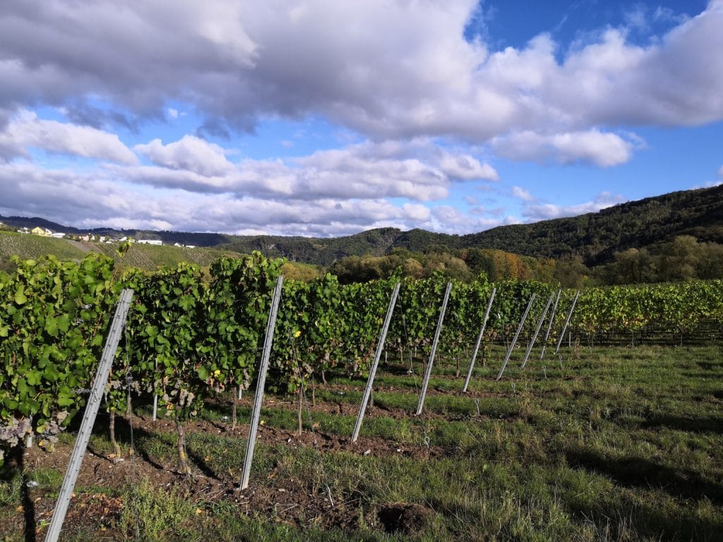 Weingut Viermorgenhof