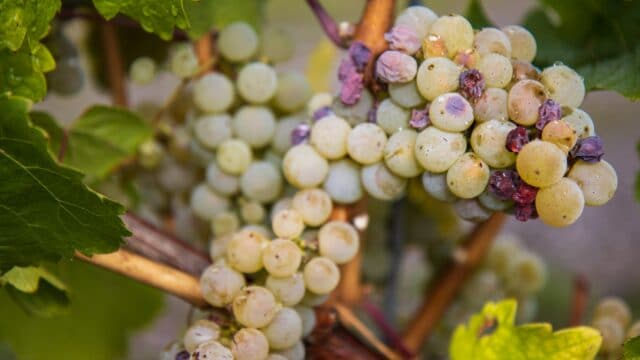 Riesling